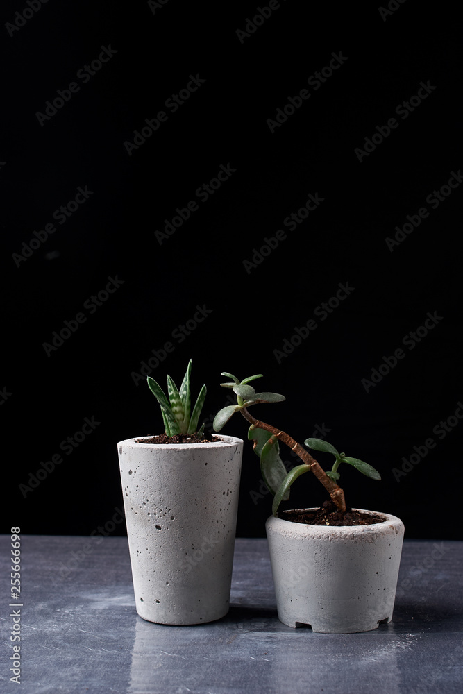 succulent and crassulain diy concrete pot. Only planted in pots. On black background. the concept of home comfort succulent and crassulain diy concrete pot. Only planted in pots. On black background. the concept of home comfort