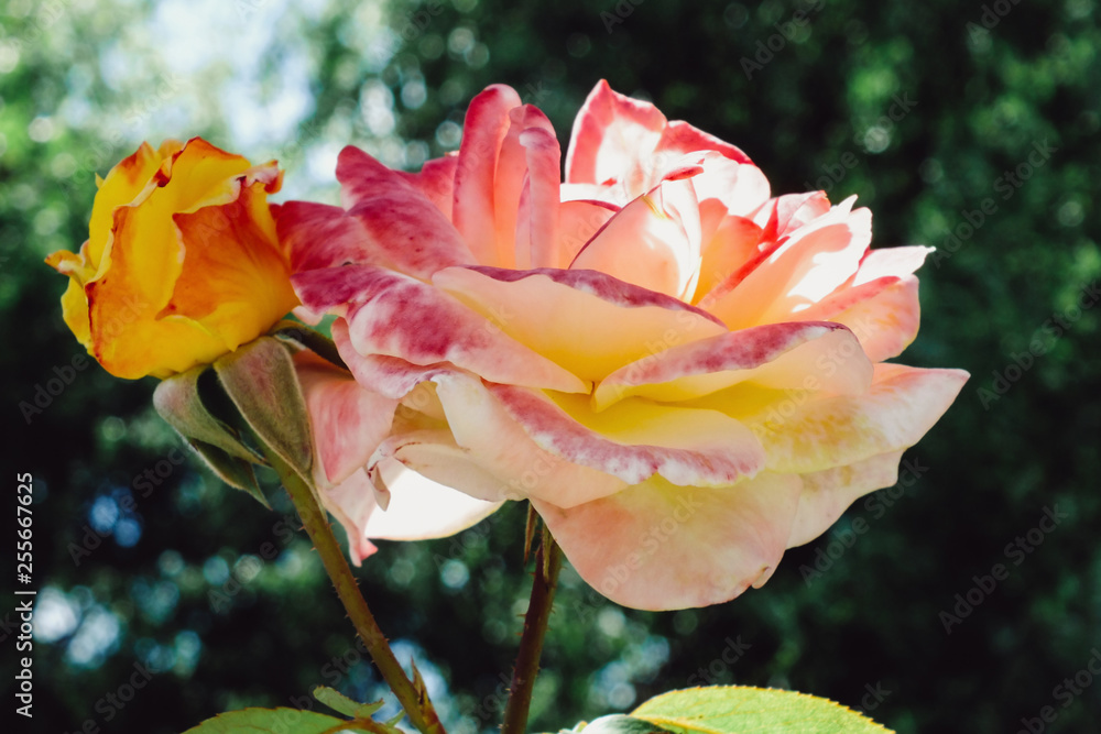 Beauty hybrid tea red and yellow rose in the garden. Flowers background. Gardening. Beauty hybrid tea red and yellow rose in the garden. Flowers background. Gardening.