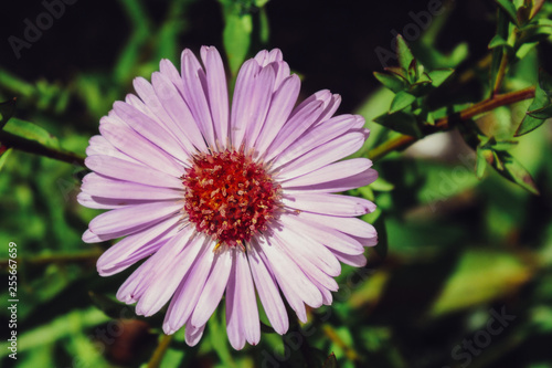 Aster flower on background of green leaves in the garden.