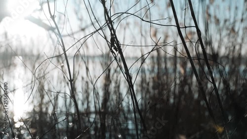 Wallpaper Mural reeds by the pond Torontodigital.ca