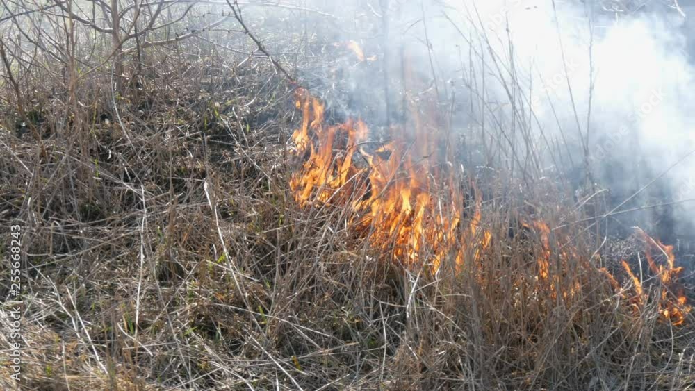 View of the terrible dangerous wild fire in the daytime in the field. Burning dry straw grass. A large area of nature is in flames. View of the terrible dangerous wild fire in the daytime in the field. Burning dry straw grass. A large area of nature is in flames.