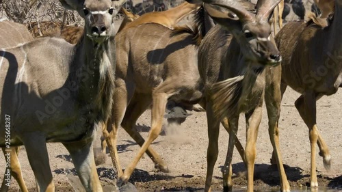 A herd of kudu drinking from a water hole are startled and start to run away in slow motion, scattering guineafowl and stirring dust.