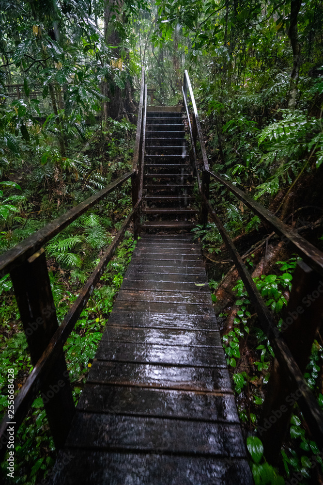 Steps in the Mossman gorge in Queensland, Australia Steps in the Mossman gorge in Queensland, Australia