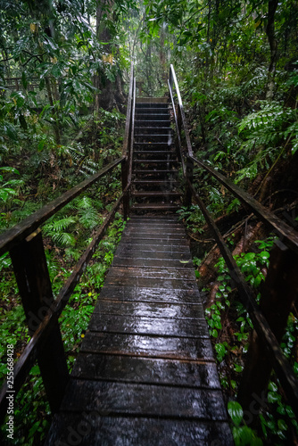Steps in the Mossman gorge in Queensland, Australia © Acres