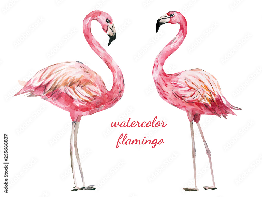 Obraz premium ręcznie malowane akwarela flamingo