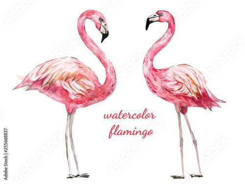 hand painted watercolor flamingo © Anna