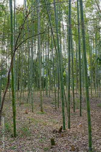 A bamboo forest in Arashiyama in Kyoto, Japan