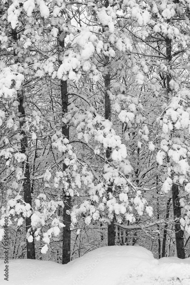 Heavy Snow on Pine Trees
