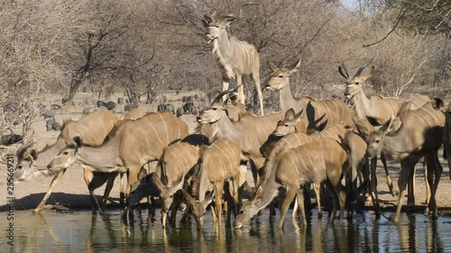 A herd of kudu are drinking from a pool of water when they are startled by a noise and raise their heads in sync