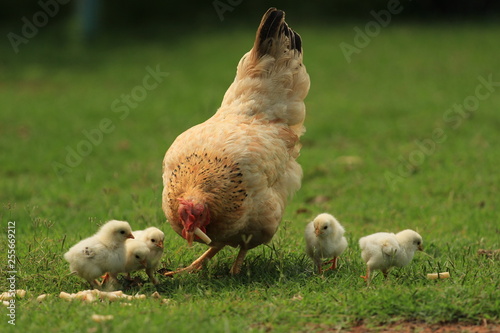 Spring at a farm - a hen with four chickens