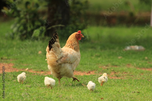 Spring at a farm - mother hen with her fluffy chickens photo