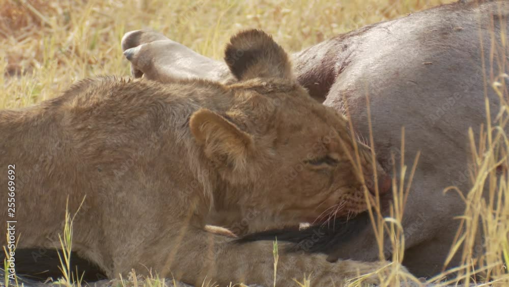 Close-up of a lion cub eating the rear of a fresh impala kill in Africa Close-up of a lion cub eating the rear of a fresh impala kill in Africa