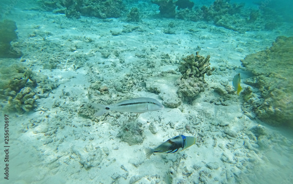 Fototapeta premium Underwater world Indian Ocean fishes and corals