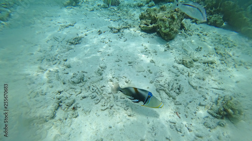 Underwater world Indian Ocean fishes and corals