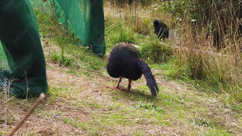 Endangered New Zealand Takahe preening feathers in sanctuary, slow motion Endangered New Zealand Takahe preening feathers in sanctuary, slow motion