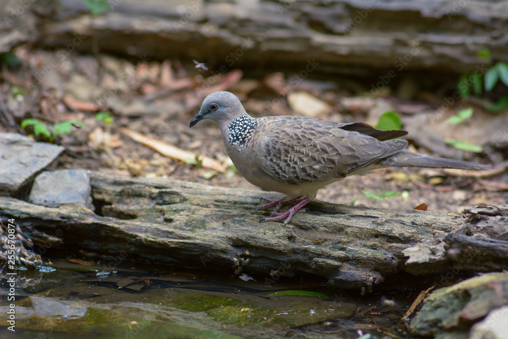 Spotted Dove, Beautiful bird in Thailand Spotted Dove, Beautiful bird in Thailand