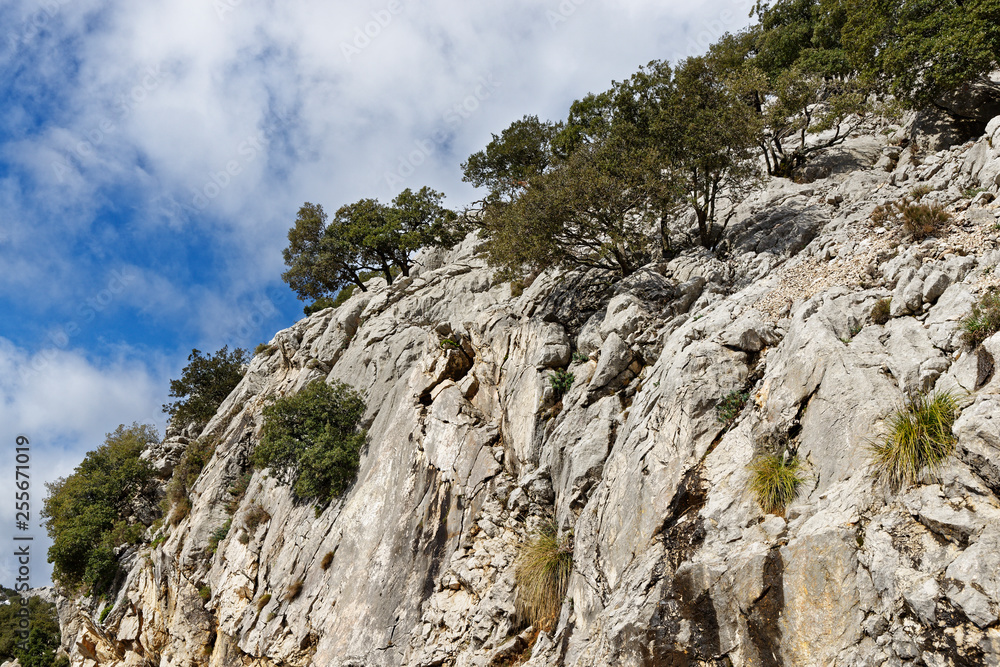 Olivenbäume an einer Felswand, Mallorca, Spanien