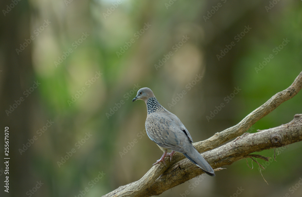 Spotted Dove, Beautiful bird in Thailand Spotted Dove, Beautiful bird in Thailand
