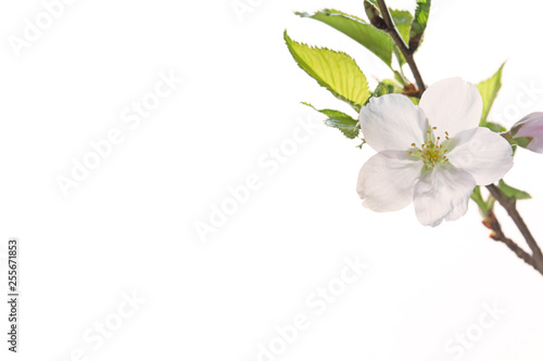 桜の花　白背景 © tamayura39