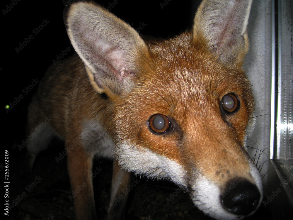 Fototapeta premium 29/04/2008, London, UK - A curious urban fox carefully approached my apartment window while searching for food in the neighbourhood at night