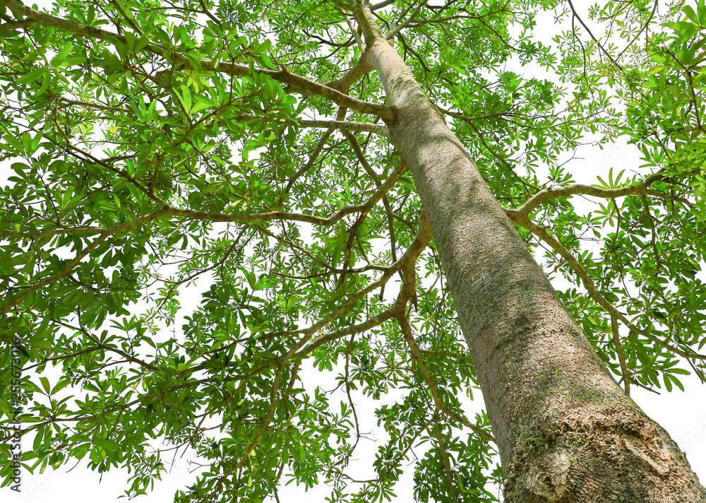 Fototapeta premium tree green leaf and branches in forest environment concept isolated on white background. shot from below