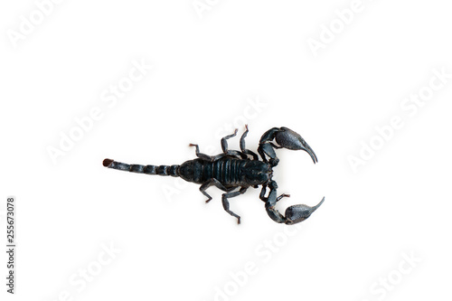 The big black scorpion is poisonous.