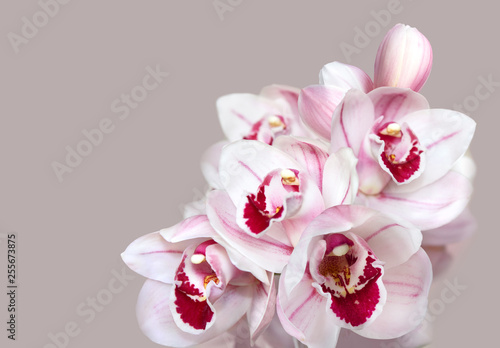 Foto pale pink cymbidium orchid flowers