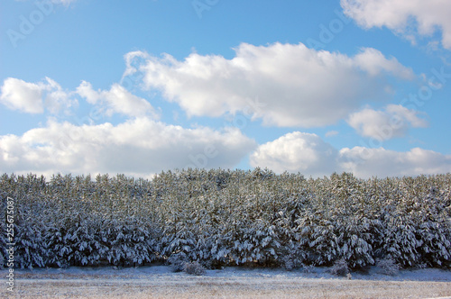 Wallpaper Mural First snow. Torontodigital.ca