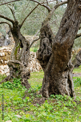 Olivenhain  Mallorca  Spanien