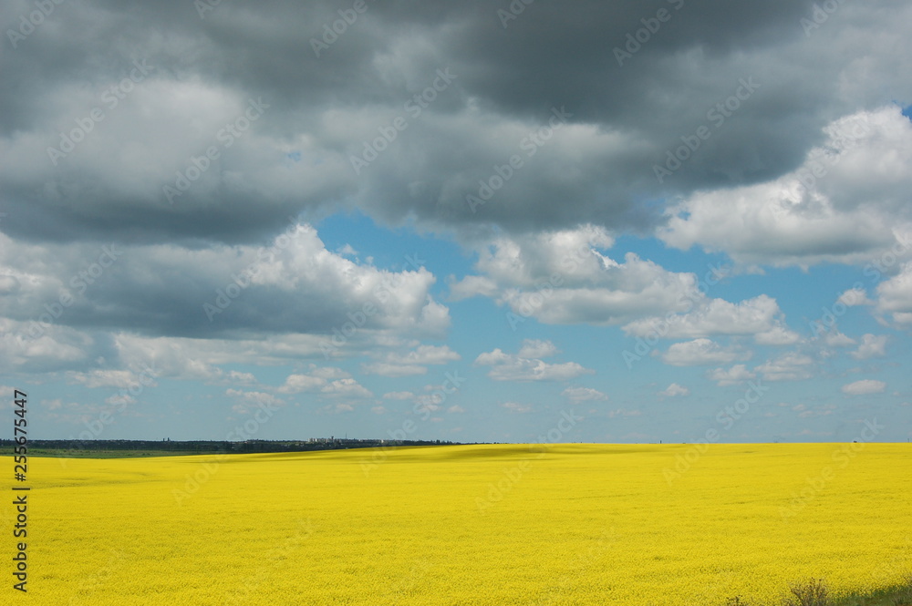 custom made wallpaper toronto digitalThe sky above the yellow field.