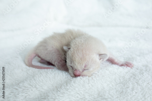 newborn light beige color kitten Burmese breed