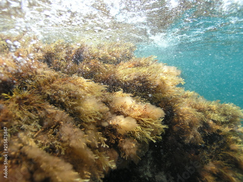 Wallpaper Mural Under the surface of the Black Sea. Torontodigital.ca