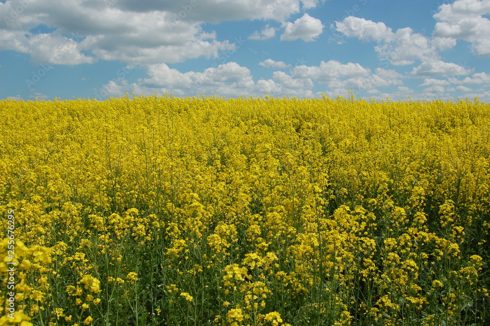 Fototapeta premium Blue sky and field.