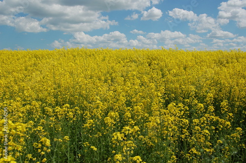 Wallpaper Mural  Blue sky and field. Torontodigital.ca