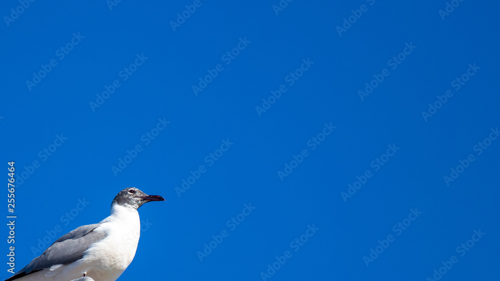 Blue sky background with seagull Blue sky background with seagull
