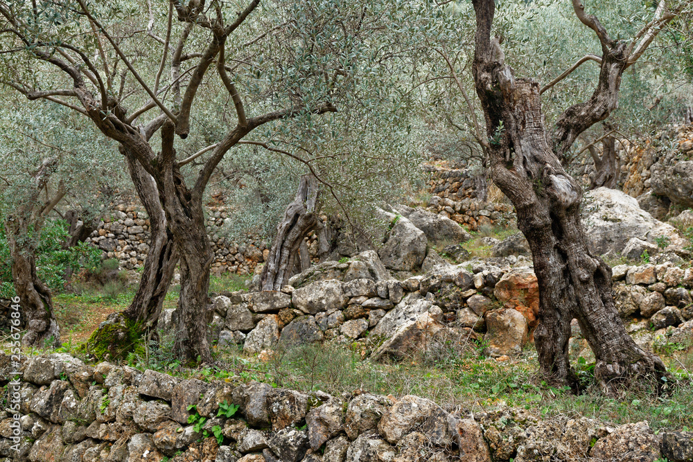 Olivenhain, Mallorca, Spanien Olivenhain, Mallorca, Spanien