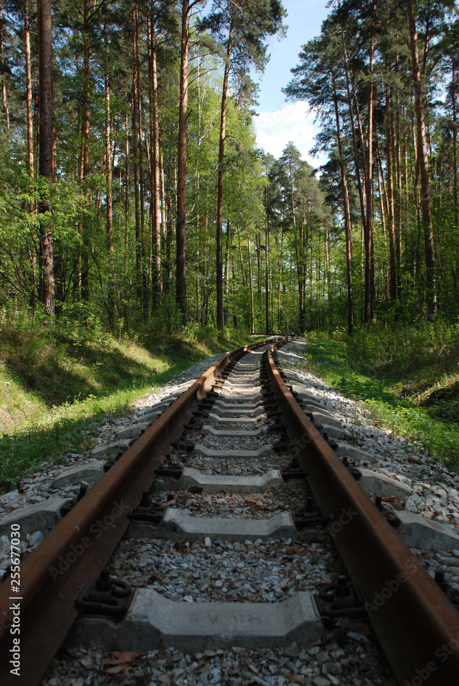 Fototapeta premium old rusty railways in the evergreen forest, spring time