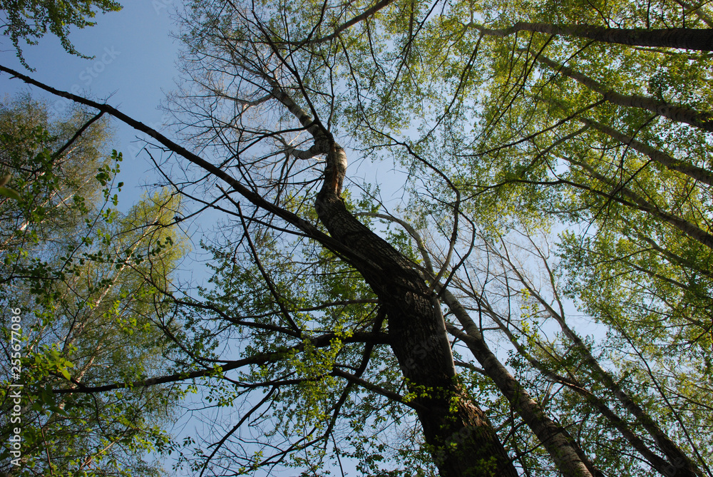 The spring view of the sky through the branches and trunks of big different trees in the mixed forest The spring view of the sky through the branches and trunks of big different trees in the mixed forest