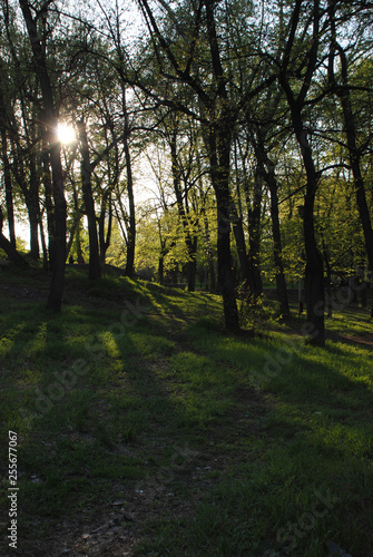 The early sunset in the forest, the sunlight goes through the tree's trunks © Yulia Sanatina