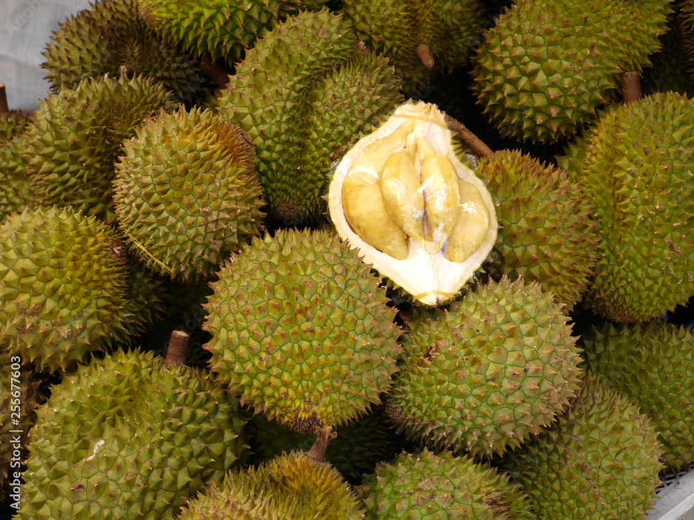 Fruits of durian have very firm cover and are covered with powerful prickles Fruits of durian have very firm cover and are covered with powerful prickles