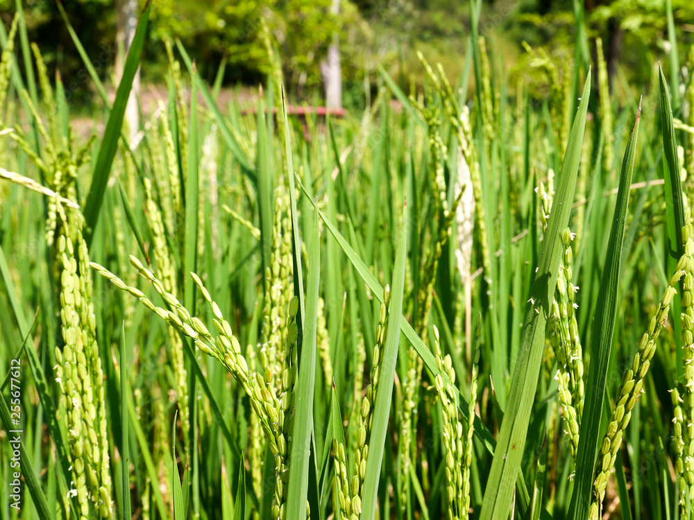 Fototapeta premium Rice field