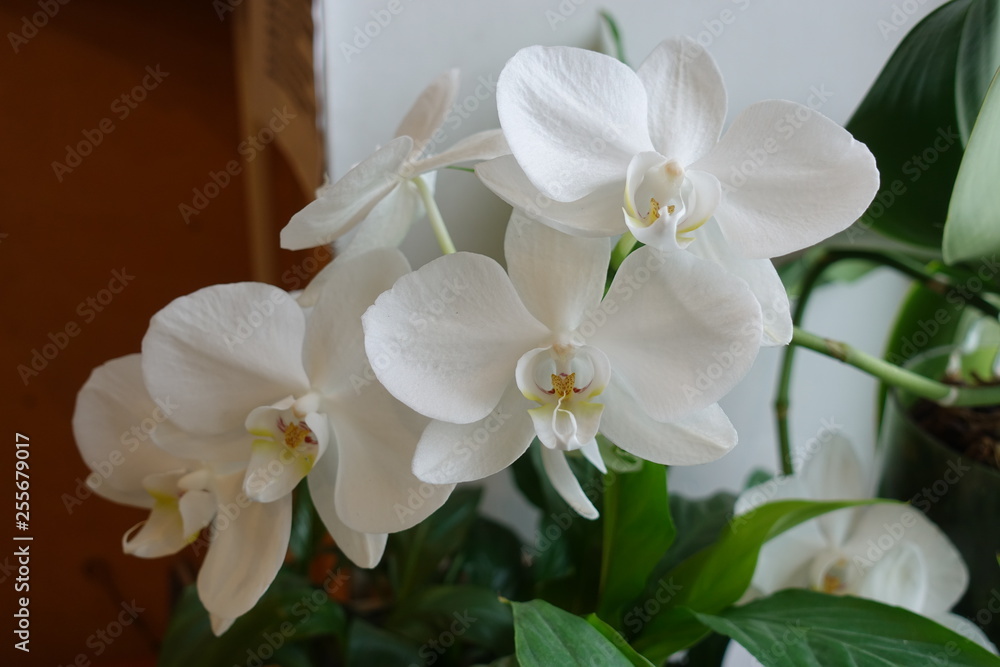 Obraz premium White orchid flowers close up. Home flower on the window.