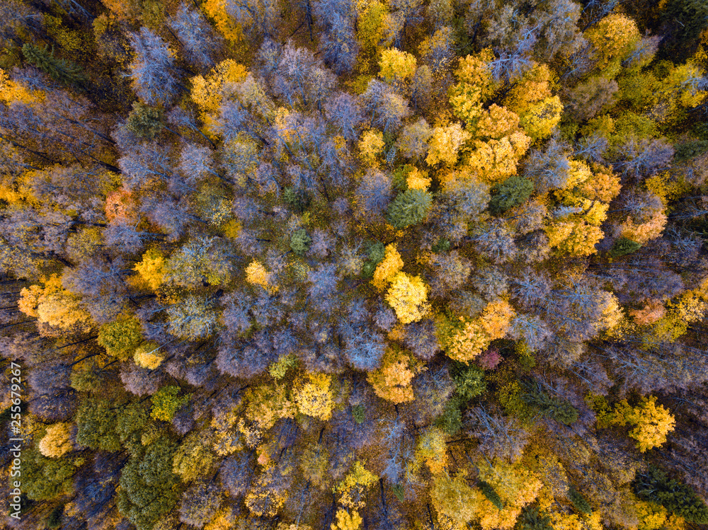Autumn forest aerial drone view. Autumn forest aerial drone view.