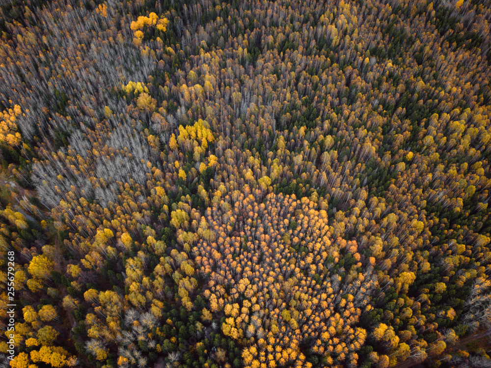 Autumn forest aerial drone view. Autumn forest aerial drone view.