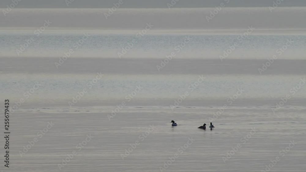 ducks in lake ducks in lake