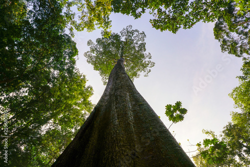 Green planet concept, gigantic tree reaching to sky photo