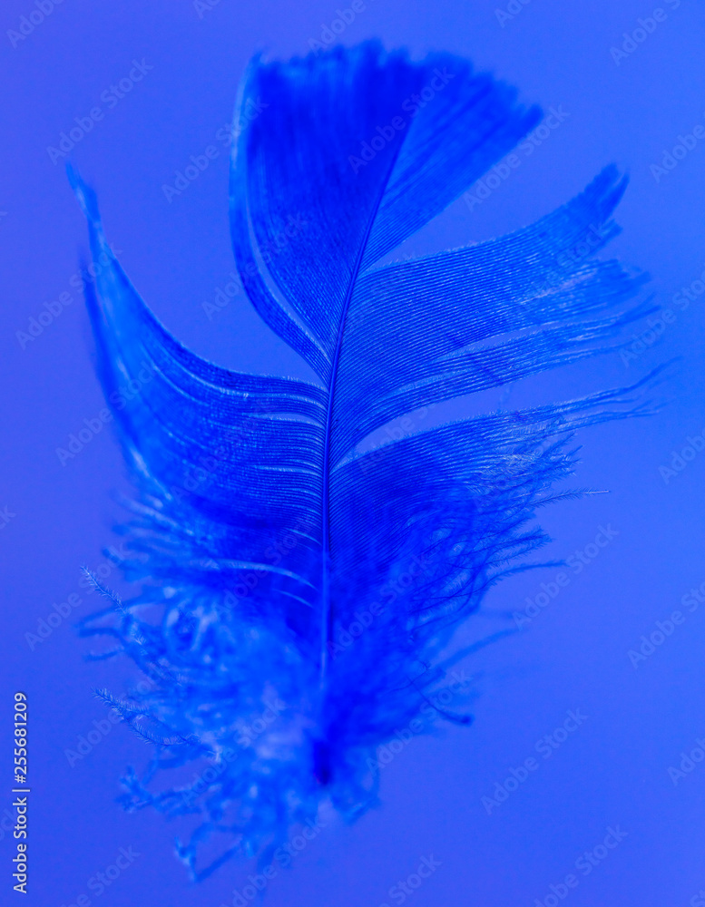 Obraz premium Blue feather isolated on blue background