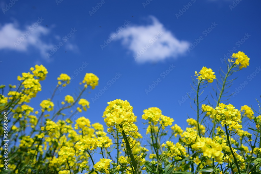 菜の花 菜の花