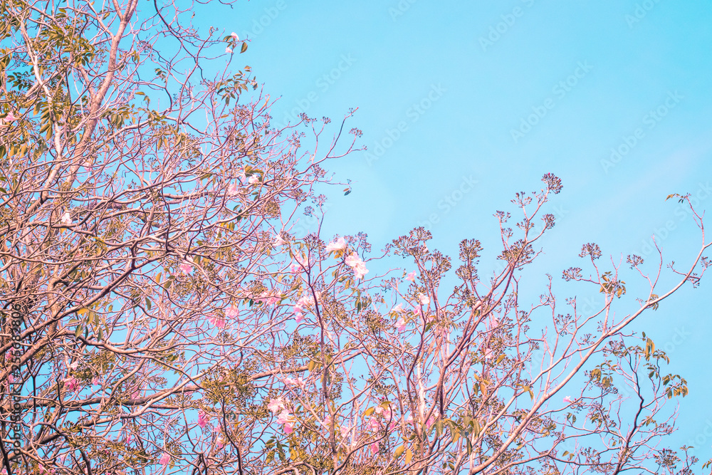 Pink cherry blossom, beautiful flowers against blue sky  in spring summer lovely sweet nature