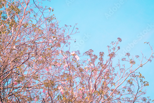 Pink cherry blossom, beautiful flowers against blue sky in spring summer lovely sweet nature